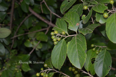 Celastrus paniculatus